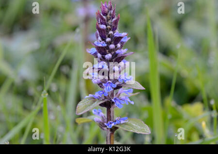 Ajuga reptans 41 Stockfoto