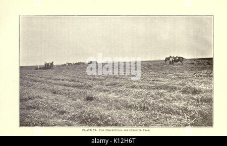 Luzerne, Heuschrecken, Bienen ihre Beziehung (Seite 54) BHL 23150701 Stockfoto