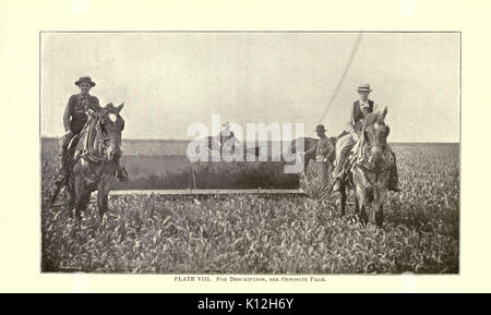 Luzerne, Heuschrecken, Bienen ihre Beziehung (Seite 58) BHL 23150705 Stockfoto