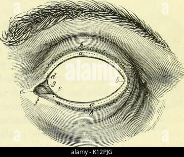 'Auf der Anatomie der Wirbeltiere [elektronische Ressource]' (1866) Stockfoto