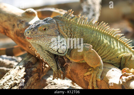 Grüne Leguane sind tagaktive, kletternde, und sind häufig in der Nähe von Wasser gefunden. Stockfoto