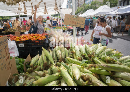 Frischer Mais auf einem Bauernhof stehen am Union Square Greenmarket in New York am Mittwoch, den 23. August 2017. Das Zeichen weist darauf hin, dass Kunden unterlassen schälen, in Englisch, Chinesisch und Spanisch. (© Richard B. Levine) Stockfoto