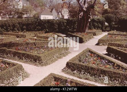 Colonial Williamsburg, Garten mit Reihen von formgehölze in komplizierte Muster geschnitzt, Virginia, 1966. Stockfoto