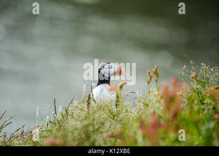 Papageitaucher (Fratercula arctica) in der Nähe von Dyrholaey in Island beiseite. Stockfoto