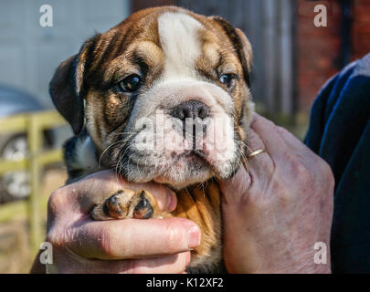 Des Menschen Hände halten eine schöne, acht Wochen alt, rot Deutsch/britische Bulldogge rüde Welpe mit einem weißen Gesicht. Stockfoto