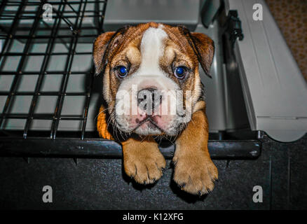 Eine schöne, rote Englische/britische Bulldogge männlichen Welpen mit einer weißen Maske, aus seiner Feder, mit beiden Pfoten über den Rand hängen. Stockfoto