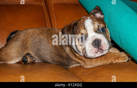 Eine schöne, rote Englische/britische Bulldogge rüde Welpe mit einer weißen Maske, Festlegung auf dem Sofa im Haus, mit Blick auf die Kamera. Stockfoto