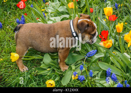 Eine schöne, elf Wochen alt, rot Deutsch/britische Bulldogge rüde Welpe mit einer weißen Maske, spielen unter den Blumen im Garten. Stockfoto