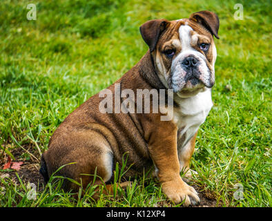 Eine schöne vier Monate alt, rot Deutsch/britische Bulldogge rüde Welpe mit weißen Maske, selbstbewusst sitzen auf Gras in seinem Garten, mit Blick auf die Kamera. Stockfoto