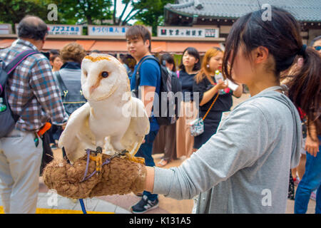 Tokio, Japan, 28. Juni - 2017: Schöne Eule über einer Frau Handgelenk in der Straße in Akihabara Owl Cafe posing - Eulen sind sehr beliebte Haustiere in Japan Stockfoto