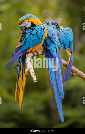 Ein gebundenes Paar von Blau und Gold Aras putzen, Haustiere. Stockfoto