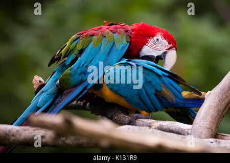 Ein gebundenes Paar von Blau und Gold Aras putzen, Haustiere. Stockfoto