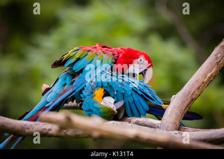 Ein gebundenes Paar von Blau und Gold Aras putzen, Haustiere. Stockfoto