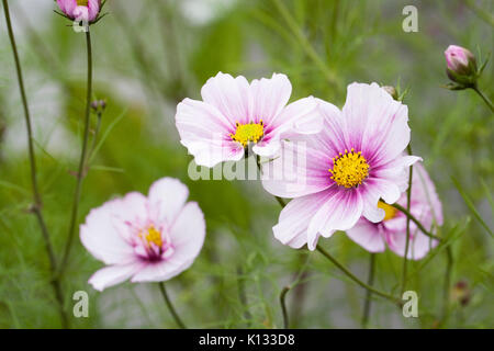 Blumen Schmuckkörbchen 'Daydream'. Stockfoto