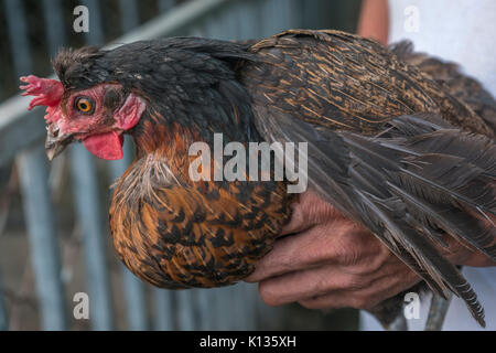 Ein kleines traditionelles Hühnerfarm für besondere Kunden, die für die Ernährungssicherung in Huairou District, Beijing, China. 24-Aug-2017 Stockfoto