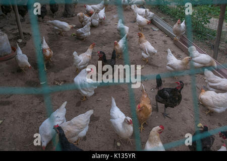 Ein kleines traditionelles Hühnerfarm für besondere Kunden, die für die Ernährungssicherung in Huairou District, Beijing, China. 24-Aug-2017 Stockfoto