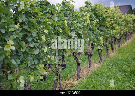 Wein trauben wachsen in einem Weinberg der Fürsten von und zu Liechtenstein in Vaduz, Fürstentum Liechtenstein Stockfoto