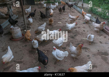 Ein kleines traditionelles Hühnerfarm für besondere Kunden, die für die Ernährungssicherung in Huairou District, Beijing, China. 24-Aug-2017 Stockfoto