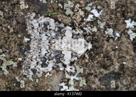 Gut getarnt Marmorierte Schönheit (Cryphia domestica) ruht auf einem Flechten bewachsene Felsen Stockfoto