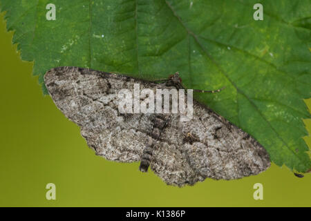 Willow (Peribatodes rhomboidaria) Schönheit ruht auf einem Blatt Stockfoto