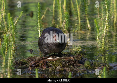 Zwergtaucher (Tachybaptus ruficollis) Neuordnung der Eier in seinem Nest Stockfoto