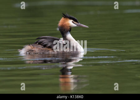 Männliche Haubentaucher (Podiceps cristatus) schwimmen auf dem Wasser mit einem Küken piggyback Reiten Stockfoto