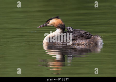 Weibliche Haubentaucher (Podiceps cristatus) schwimmen auf dem Wasser mit einem Küken reiten Huckepack auf dem Rücken Stockfoto