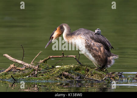 Weibliche Haubentaucher (Podiceps cristatus), die auf ihrem Nest mit einem jungen Küken auf dem Rücken Stockfoto