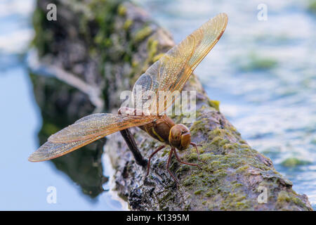 Frau Braun Hawker Dragonfly (Aeschna grandis) Eier auf einem emergent Tree root. Stockfoto