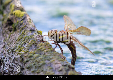 Frau Braun Hawker Dragonfly (Aeschna grandis) Eier auf einem emergent Tree root. Stockfoto