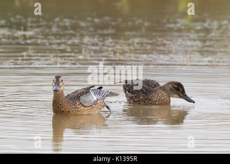 Unreifen männlichen Krickente (Anas querquedula) seinen Flügel, Stretching neben einem weiblichen Stockfoto