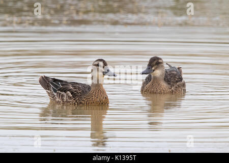 Weibliche und männliche unreife Krickente (Anas querquedula) Stockfoto