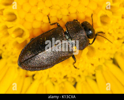Quadripunctata anthaxia 08 fws Stockfoto