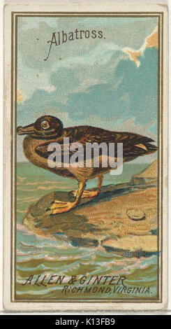 Albatros, von den Vögeln von Amerika Serie (N4) für Allen & Ginter Zigaretten Marken MET DP 828729 Stockfoto