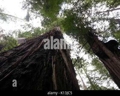 Redwood Vordach Stockfoto