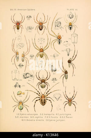 Amerikanische spinnen und ihre spinningwork (5985252992) Stockfoto