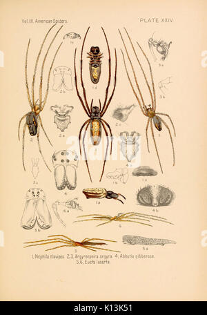 Amerikanische spinnen und ihre spinningwork (5984702683) Stockfoto