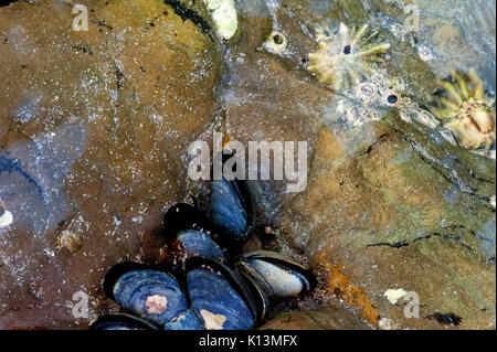 Eine Nahaufnahme von Steinen, Muscheln und das Meeresleben unter der Oberfläche eines Rock am pool Polzeath Bay, Cornwall, England. Stockfoto