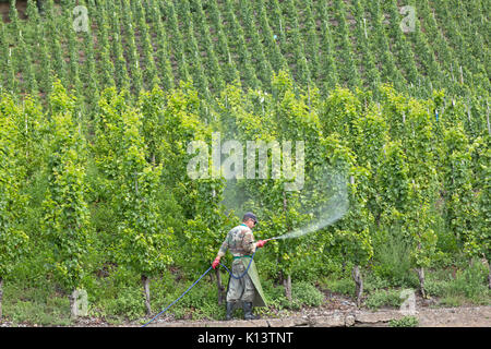 Pestizid auf einen Weinberg in der Nähe von Uerzig, Mosel, Rheinland-Pfalz, Deutschland gespritzt Stockfoto