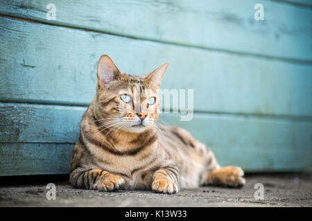Bengal Katze draußen im Garten Stockfoto