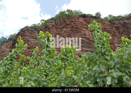 Weinberg in der Nähe von Uerzig, Mosel, Rheinland-Pfalz, Deutschland Stockfoto