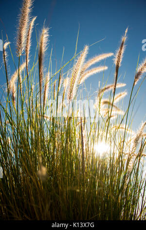 Grünen pelzigen Gras auf einer sonnigen Mai Nachmittag in Kapstadt Stockfoto