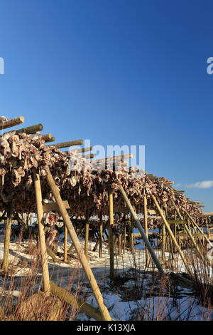 Frisch - nicht gesalzenen Kabeljau Köpfe hängen von hjells - hölzerne Gerüst eingerahmt Trockner im kalten Winter Luft und Sonne von Februar bis Mai stockfi zu produzieren Stockfoto