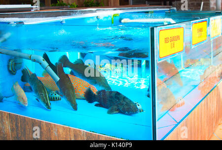 Viele Fische im Aquarium zu Seafood Restaurant Stockfoto