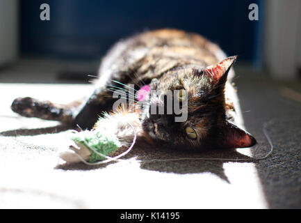 Cute schildpatt Katze ruht in der Sonne, nach dem Spielen mit einem kleinen Spielzeug Fisch Stockfoto