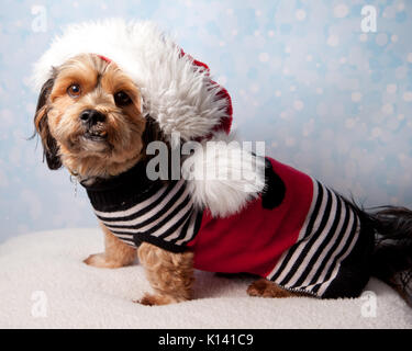 Hund im Urlaub Outfit Stockfoto