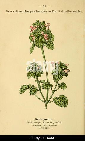 Atlas de poche des Plantes des Champs, des Prairies et des Bois (Platte 32) (6022553570) Stockfoto