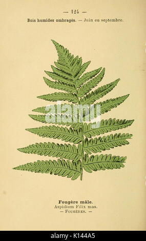 Atlas de poche des Plantes des Champs, des Prairies et des Bois (Platte 124) (6022041265) Stockfoto