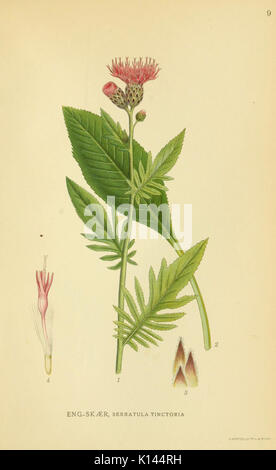 Billeder af Nordens Flora (Blatt 9) (6029261866) Stockfoto
