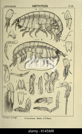 Ein Konto der Crustacea Norwegen (PL. 22) (6195441504) Stockfoto